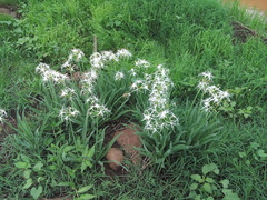 Hymenocallis jaliscensis