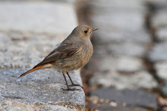 Phoenicurus ochruros gibraltariensis