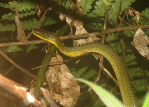Phrynonax sexcarinatus