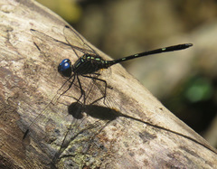 Dythemis nigra