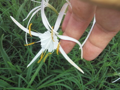 Hymenocallis jaliscensis