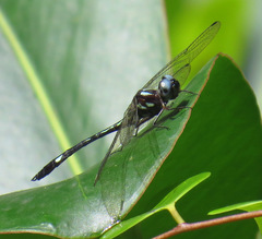 Macrothemis pseudimitans