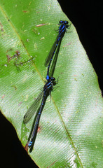 Argia pulla