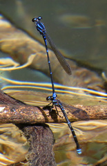 Argia pulla