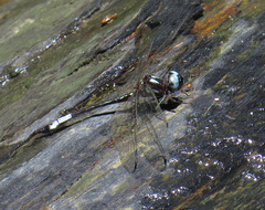Macrothemis pseudimitans
