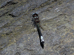 Macrothemis pseudimitans