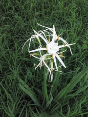 Hymenocallis jaliscensis