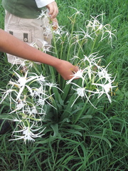 Hymenocallis jaliscensis