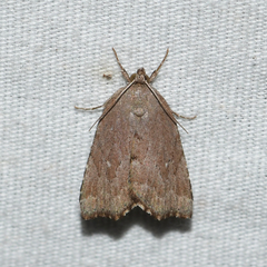 Cutina albopunctella
