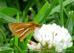 Ancyloxypha melanoneura