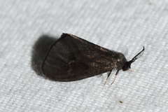 Cryptothelea gloverii