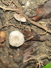 Entoloma undatum