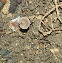Entoloma undatum
