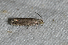 Epiblema minutana