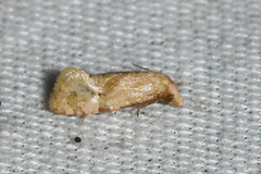 Platphalonidia magdalenae