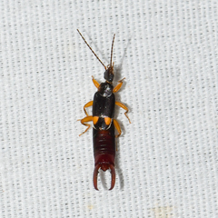 Spongiphoridae