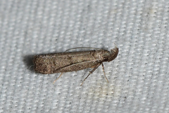 Dichomeris inversella