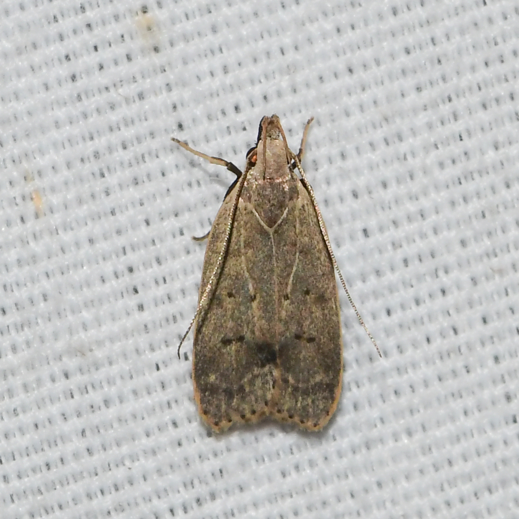Orange Webworm Moth and Allies