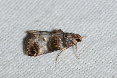 Oneida lunulalis