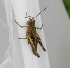 Chorthippus macrocerus