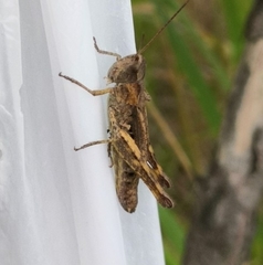 Chorthippus macrocerus