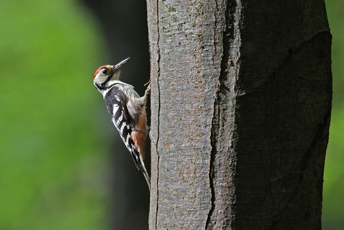 Pico dorsiblanco (Dendrocopos leucotos)
