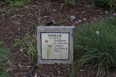 Allium kunthii