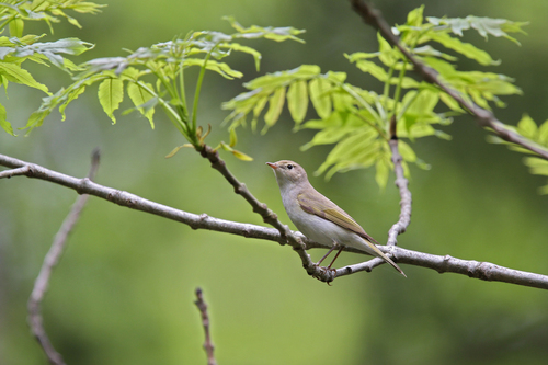 Mosquitero papialbo (Phylloscopus bonelli)