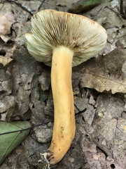 Lactarius volemus image
