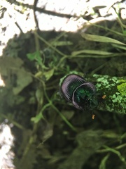 Geotrupes splendidus