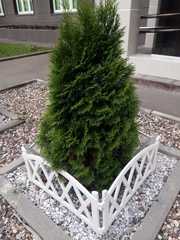 Platycladus orientalis