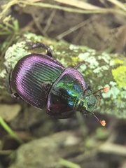 Geotrupes splendidus