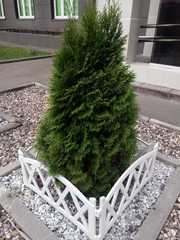 Platycladus orientalis