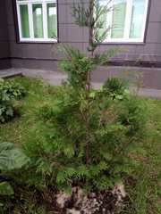 Platycladus orientalis