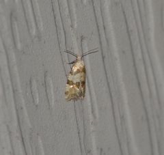 Aethes argentilimitana