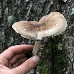 Megacollybia