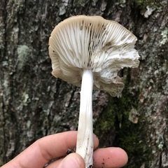 Megacollybia