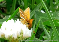 Ancyloxypha melanoneura