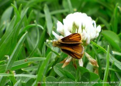 Ancyloxypha melanoneura