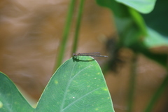 Enallagma cardenium