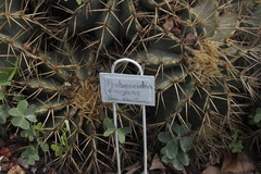 Proboscidea fragrans