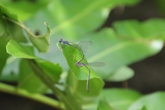 Enallagma cardenium