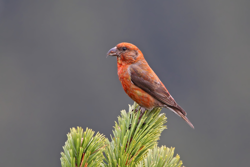 Piquituerto común (Loxia curvirostra)