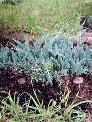 Tracheophyta