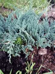 Tracheophyta