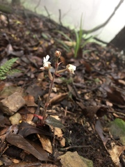 Anoectochilus formosanus