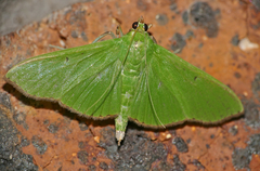 Parotis prasinophila