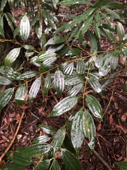 Cinnamomum subavenium