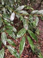 Cinnamomum subavenium