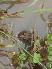Lithobates montezumae